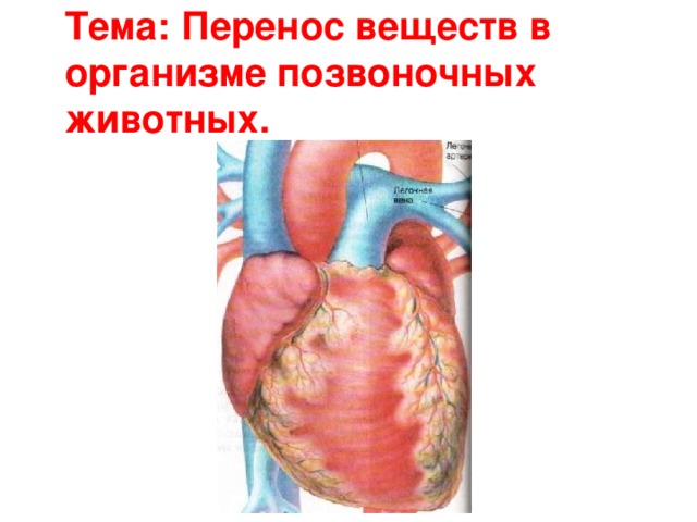 Тема: Перенос веществ в организме позвоночных животных. 
