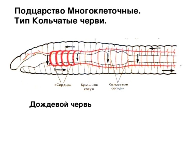 Подцарство Многоклеточные.  Тип Кольчатые черви. Дождевой червь 