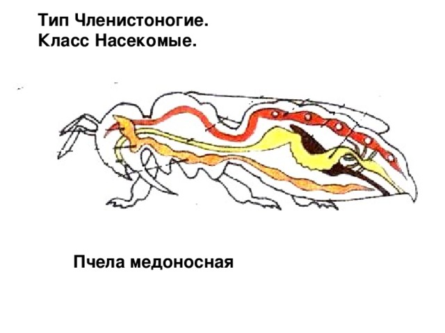 Тип Членистоногие.  Класс Насекомые.   Пчела медоносная 