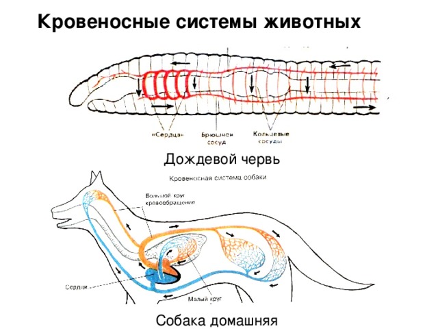 Кровеносные системы животных  Дождевой червь  Собака домашняя 