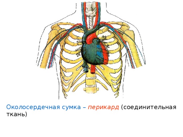 Что находится внутри околосердечной сумки Презентация "Строение и работа сердца"