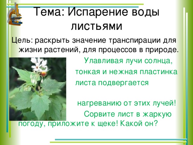 Каково значение листьев в жизни растений. Листья растений испаряют воду. Каково значение испарения воды листьями. Листья растений больше испаряют воды. Благодаря испарению воды растение.