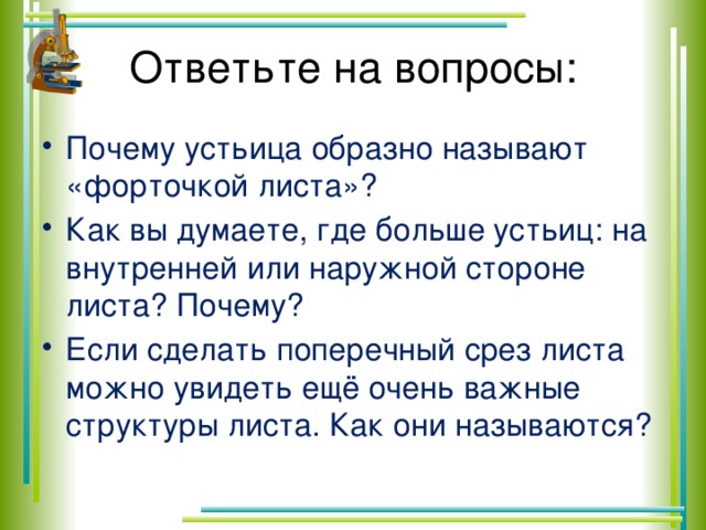 Рассмотри изображение устьиц и ответь на вопросы