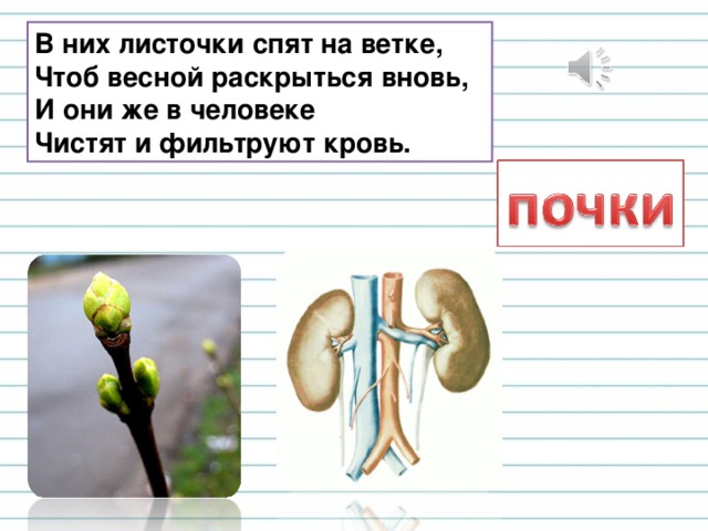 В них листочки спят на ветке,  Чтоб весной раскрыться вновь,  И они же в человеке  Чистят и фильтруют кровь. 