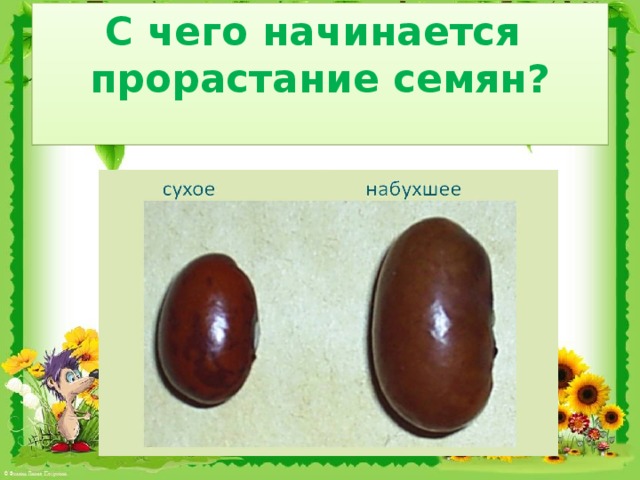 С чего начинается  прорастание семян?
