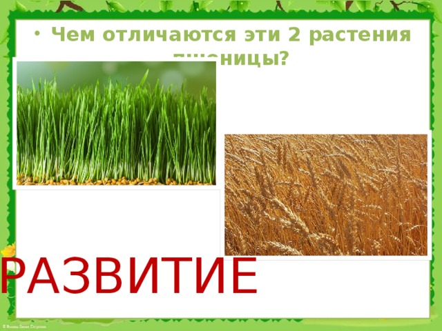 Чем отличаются эти 2 растения пшеницы?