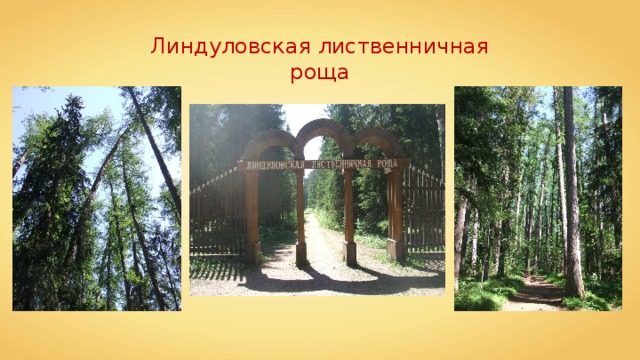 Линдуловская роща презентация