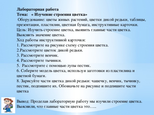 Строение редьки дикой лабораторная работа