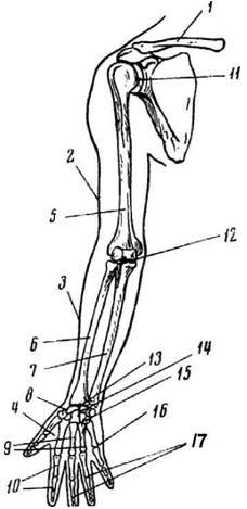 Скелет верхних конечностей рисунок. Скелет верхней конечности без подписей. Верхняя конечность анатомия. Строение скелета верхней конечности человека без подписей. Скелет руки человека строение.