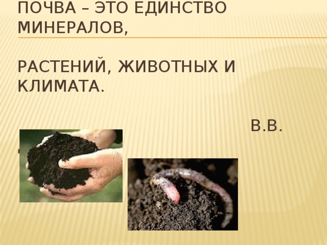 Почвы 8 класс