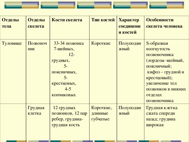 Отделы скелета и типы соединения костей