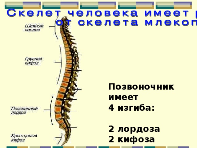 В позвоночнике человека 5 изгибов. Изгибы и строения в осевом скелете. Скелет человека его возрастные особенности изгибы позвоночника. Рыбий позвоночник у человека. Насекомые имеют позвоночник.