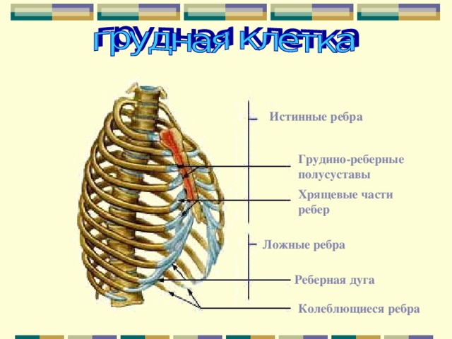 Реберная дуга фото