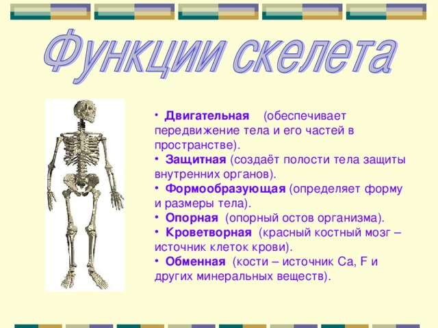 Презентация скелет человека 3 класс