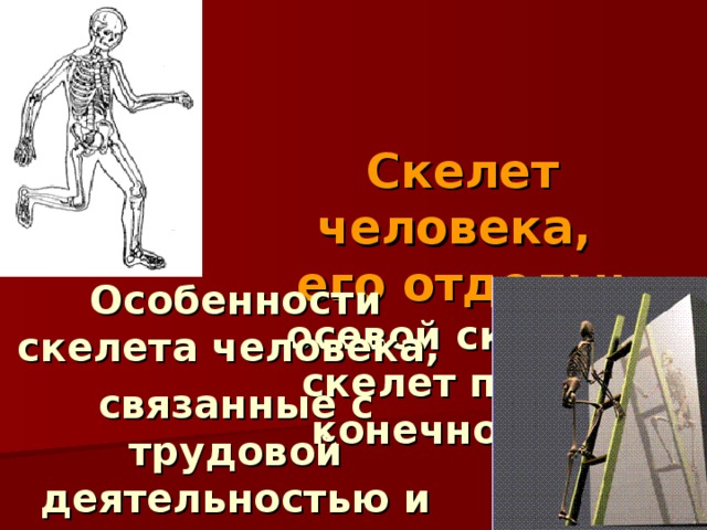 Скелет человека,  его отделы:  осевой скелет,  скелет поясов конечностей. Особенности скелета человека, связанные с трудовой деятельностью и прямохождением 