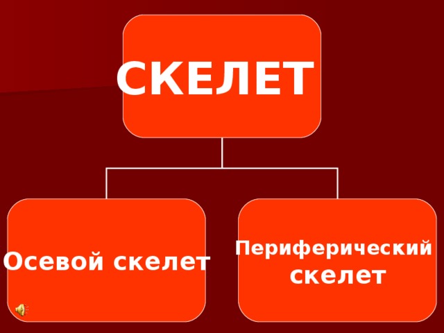 СКЕЛЕТ Осевой скелет Периферический  скелет 