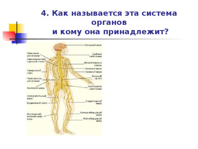 Практическая работа органы и системы органов человека. Как называется система органов. Распознавание органов и систем органов человека. Как называется эта система. Лабораторная работа органы и системы органов.