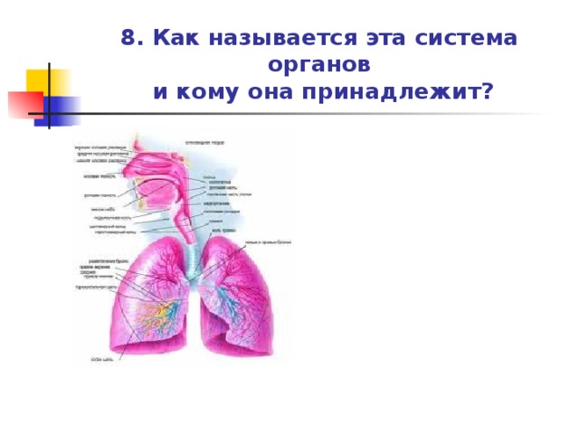 Распознавание органов