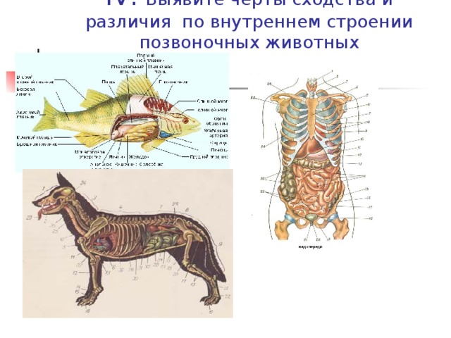 Внутреннее строение животных