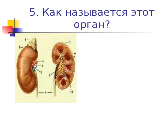 Распознавание органов