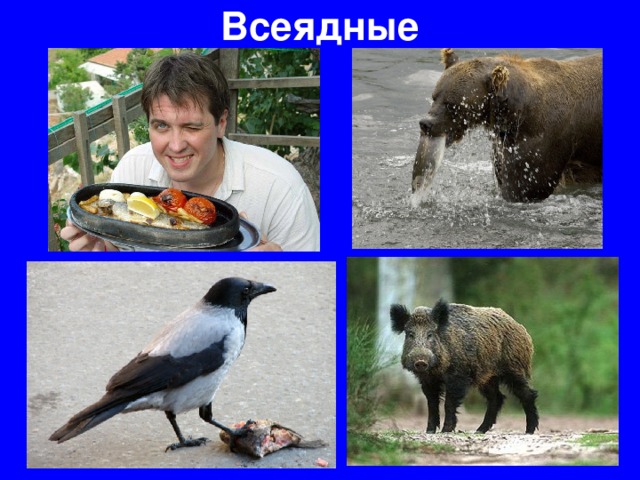 Всеядные 