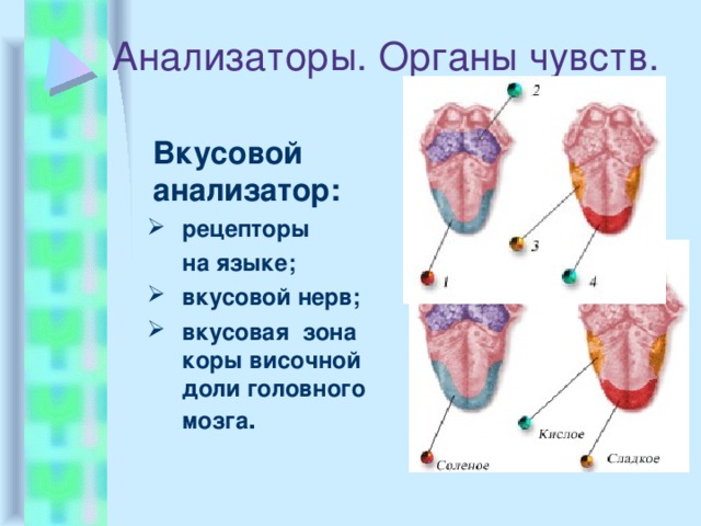 Анализаторы. Органы чувств.  Вкусовой анализатор: рецепторы рецепторы  на языке;  на языке; вкусовой нерв; вкусовая зона коры височной доли головного мозга . вкусовой нерв; вкусовая зона коры височной доли головного мозга . 