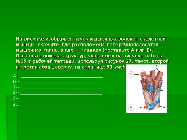 Мышцы биология 8 класс презентация