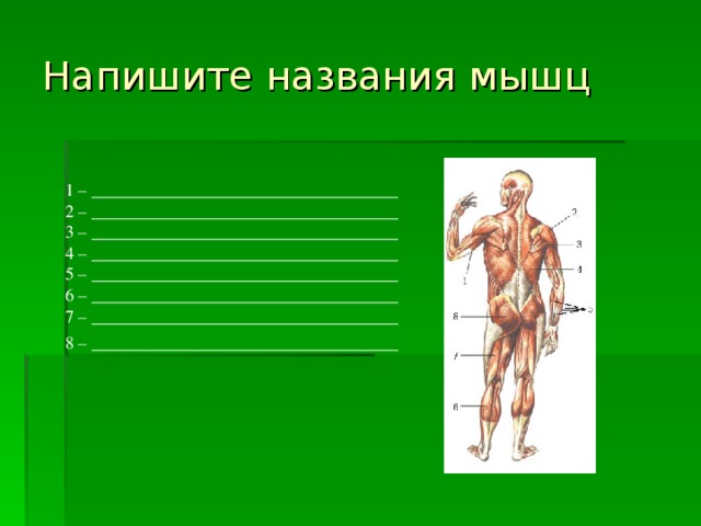 Биология мышцы. Скео4т мускулатуры название. GTO мышцы биология. Мышцы биология Богданова. Лабиринты по биологии мышечная система.