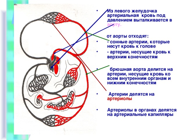 Левый желудочек круг кровообращения