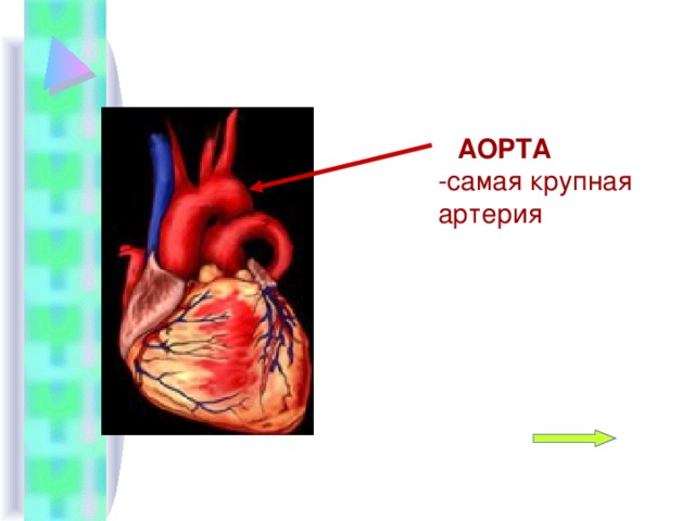 Самая крупная артерия