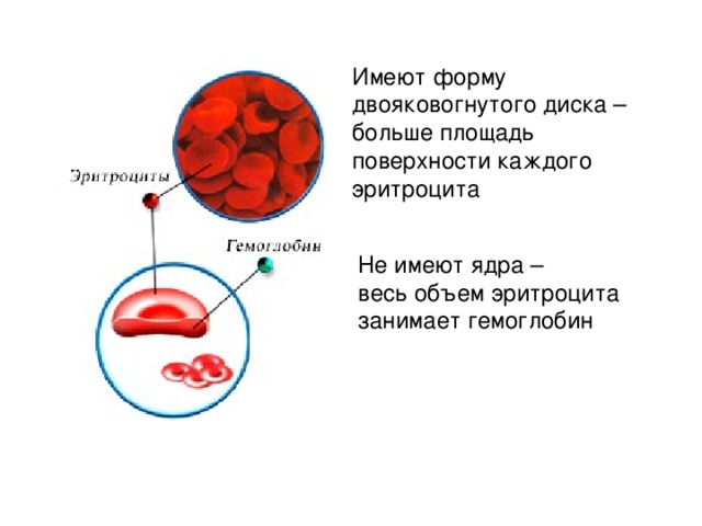 Наличие ядра эритроцитов. Эритроциты ядро. Имеют форму двояковогнутого диска. Эритроциты имеют ядро. Эритроциты человека имеют ядро.