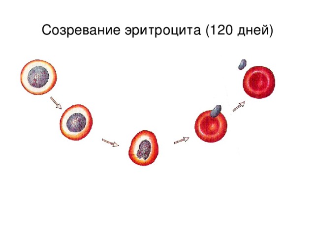 Эритроциты курицы рисунок