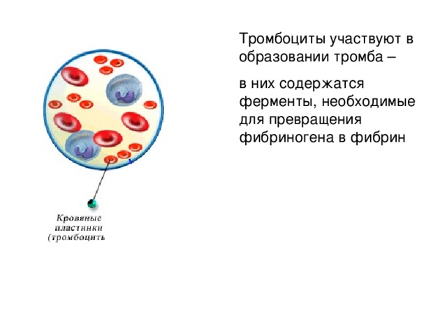 Схема образования тромбоцитов