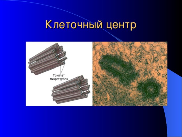 Клеточный центр отвечает за