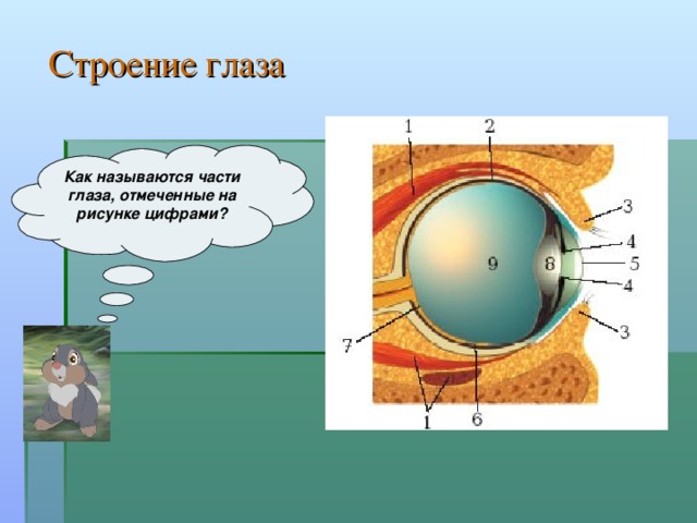 Зрительный анализатор презентация 8