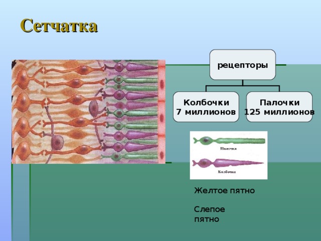 Сетчатка рецепторы Колбочки 7 миллионов Палочки 125 миллионов Желтое пятно Слепое пятно 