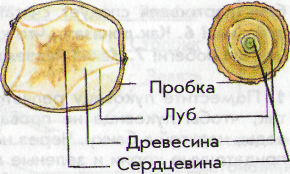 Поперечный срез стебля и клубня картофеля. Поперечный разрез клубня картофеля. Поперечный срез клубня. Поперечный разрез клубня картофеля схема.