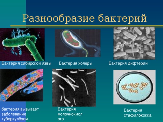 Разнообразие бактерий Бактерия сибирской язвы Бактерия холеры Бактерия дифтерии бактерия вызывает заболевание туберкулёзом. Бактерия молочнокислого брожения Бактерия стафилококка 
