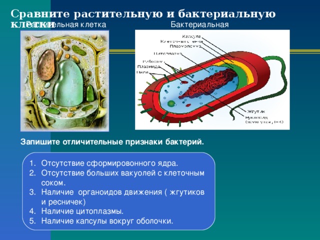 Сравните растительную и бактериальную клетки Растительная клетка Бактериальная клетка Запишите отличительные признаки бактерий.  Отсутствие сформировонного ядра. Отсутствие больших вакуолей с клеточным соком. Наличие органоидов движения ( жгутиков и ресничек) Наличие цитоплазмы. Наличие капсулы вокруг оболочки.  