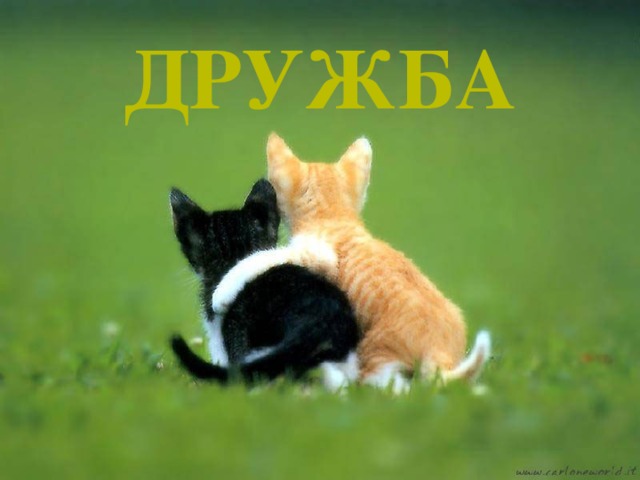 Дружба 