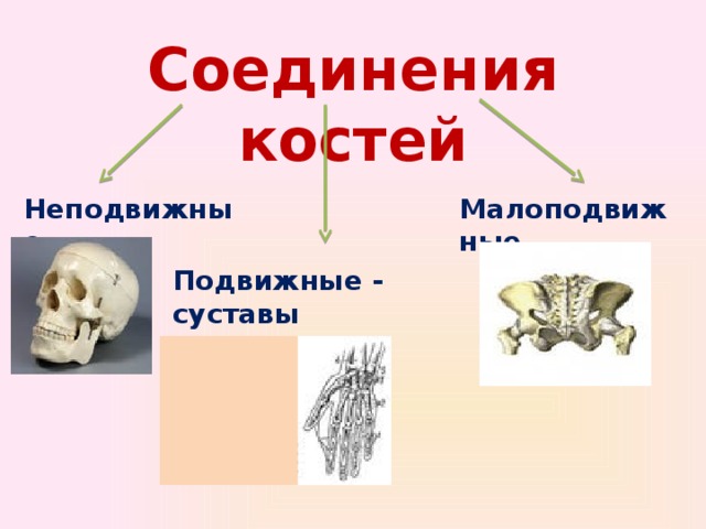 Презентация по биологии человек