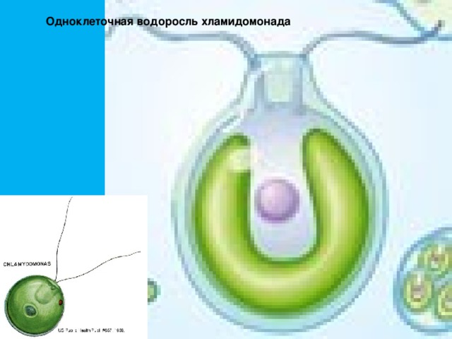 Строение одноклеточных водорослей хламидомонада