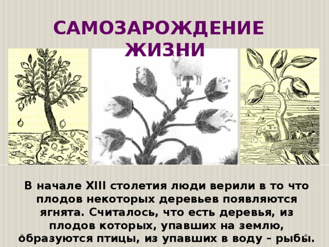 САМОЗАРОЖДЕНИЕ ЖИЗНИ В начале ХIII столетия люди верили в то что плодов некоторых деревьев появляются ягнята. Считалось, что есть деревья, из плодов которых, упавших на землю, образуются птицы, из упавших в воду – рыбы. 