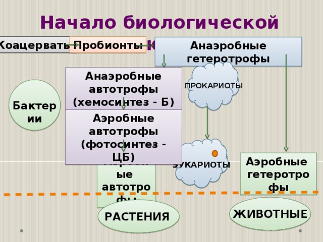 Начало биологической эволюции… Пробионты Коацерваты Анаэробные гетеротрофы  Анаэробные автотрофы (хемосинтез - Б) ПРОКАРИОТЫ Бактерии Аэробные автотрофы (фотосинтез - ЦБ)  Аэробные автотрофы Аэробные гетеротрофы ЭУКАРИОТЫ ЖИВОТНЫЕ РАСТЕНИЯ 