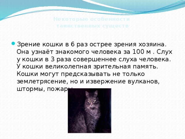 Коты забывают хозяев. В память о кошке. Какая память у котов. Сколько длится память у кошек. Памяти кота.