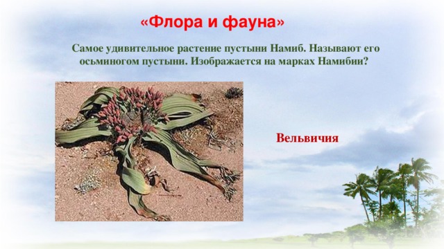   «Флора и фауна» Самое удивительное растение пустыни Намиб. Называют его осьминогом пустыни. Изображается на марках Намибии? Вельвичия 
