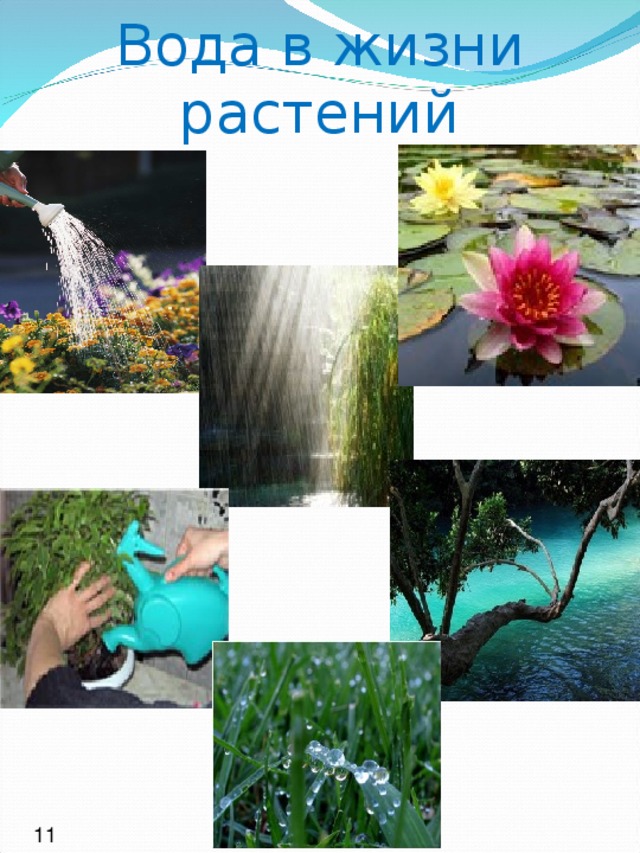 Картинки вода для растений и животных