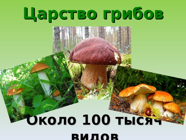 Царство грибов Около 100 тысяч видов 