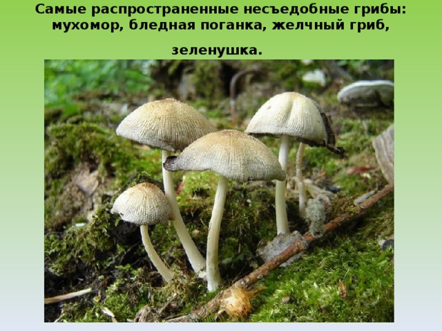 Самые распространенные несъедобные грибы: мухомор, бледная поганка, желчный гриб, зеленушка.  