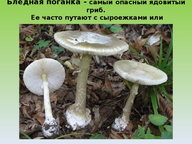 Бледная поганка - самый  опасный ядовитый гриб.  Ее часто путают с сыроежками или шампиньонами. 